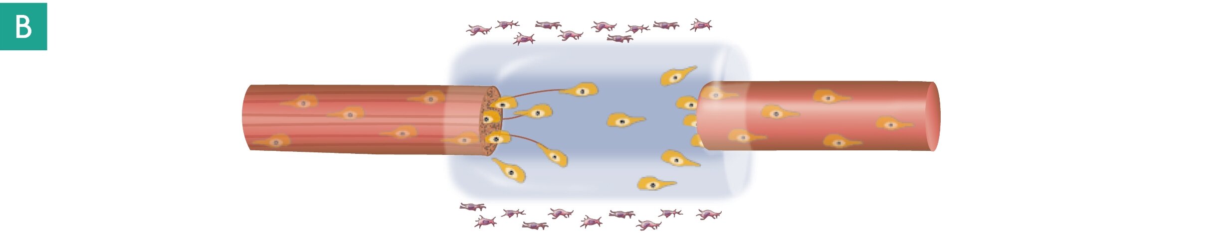 Step B: Cell migration